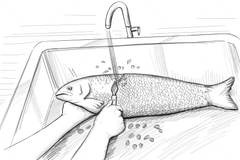 Écailleur de poisson en titane