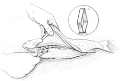Écailleur de poisson en titane